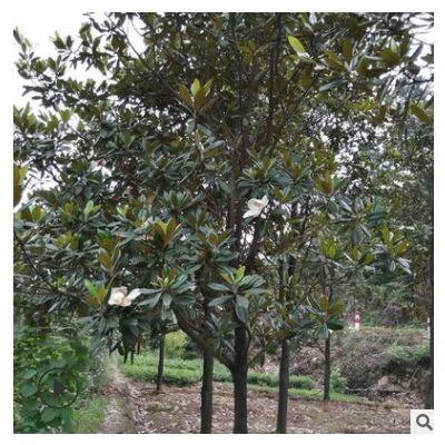 工程綠化樹白玉蘭 苗圃直供 自產自銷 特價出售 多規格供應 價低