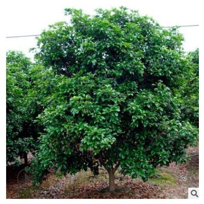 庭院景觀樹四季桂球 基地特價出售 多規格 市政園林綠化苗木 價低