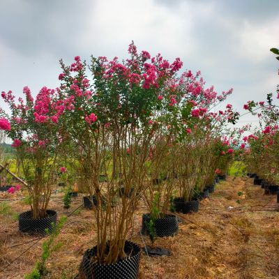 叢生紫薇假植苗，高度2.5米。冠2米