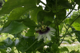 穗豐百香果：小產業大作為