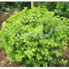 黑龍江哈爾濱出售工程苗；小葉丁香 紫丁香（大葉丁香）暴馬丁香承包小區(qū)綠化養(yǎng)護提供綠化工程用苗