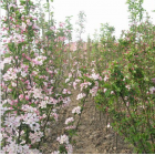 大葉女貞、大葉女貞球、丁香