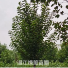 攀枝花哪里有美國紅楓買？