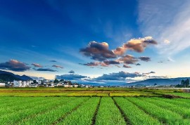 2021苗木行業新姿態，拿什么樣的思維來面對？