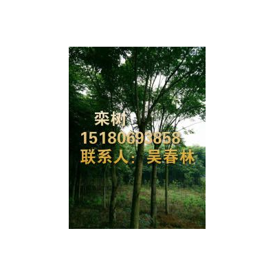 今日欒樹最新報價信息_江西哪家的欒樹價格便宜_專業欒樹供應基地