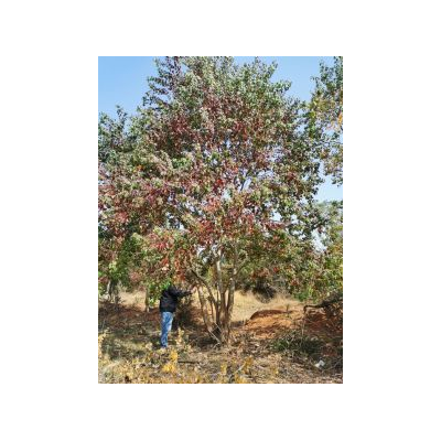 叢生烏桕出售，叢生烏桕批發，江西叢生烏桕哪里好