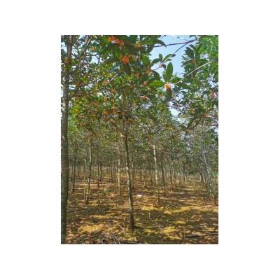 單桂廠里批發(fā)，5-6公分丹桂苗木基地，江西九江朱砂紅丹桂出售