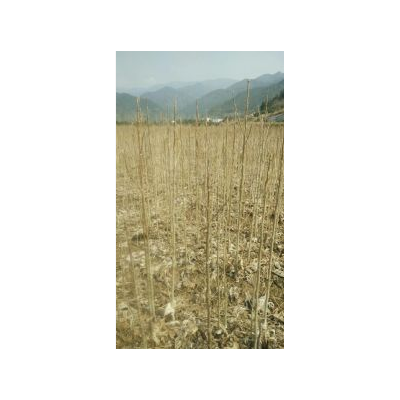 1-3公分無(wú)患子大量批發(fā)，江西無(wú)患子基地直銷，九江無(wú)患子小苗