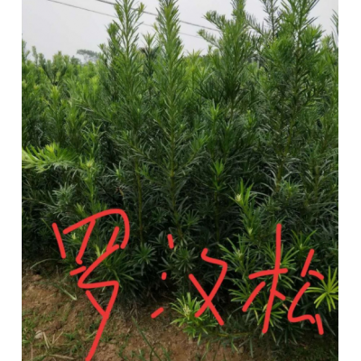 羅漢松小苗供應(yīng)，江西九江羅漢松