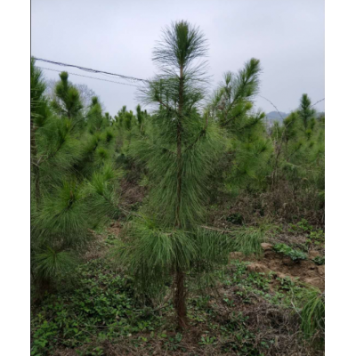 1-15公分濕地松，濕地松價(jià)格_濕地松多少錢_江西九江濕地松行情