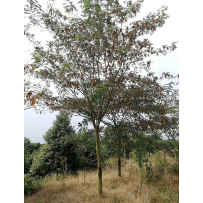 合歡供應(yīng)_江西九江合歡