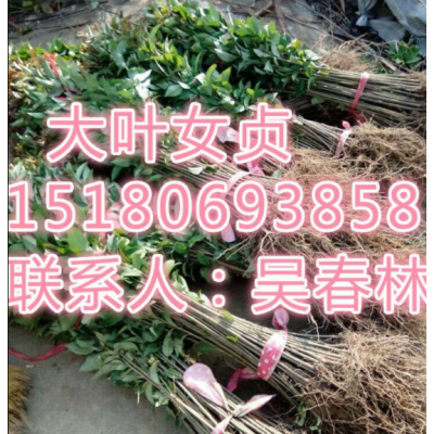 供應(yīng)大葉女貞苗子價(jià)格_江西大葉女貞苗木批發(fā)