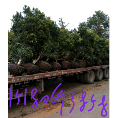 江西楊梅出售_江西九江供應(yīng)不同規(guī)格楊梅苗木價(jià)格