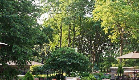 萬木之王——柚木使用植物非試管高效快繁技術快繁柚木