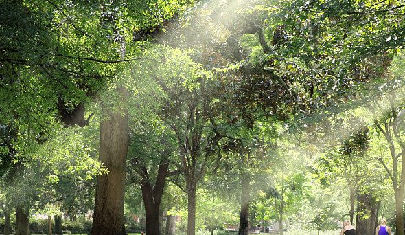 園林種植覆蓋物——松樹皮松鱗皮