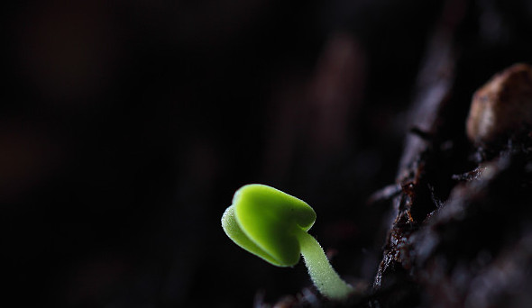 第六屆山西（運城）國際果品交易博覽會苗木展區參展布展協調會召開