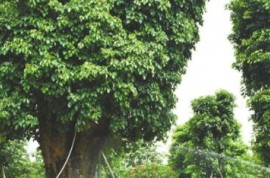 調研把脈，市政協引“智慧水”澆灌中山花木