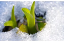 購買苗木的時候容易遇到什么問題?快來了解一下!可以及時避雷