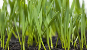 人勤春來早！是時候去趟苗木市場買點苗木了！