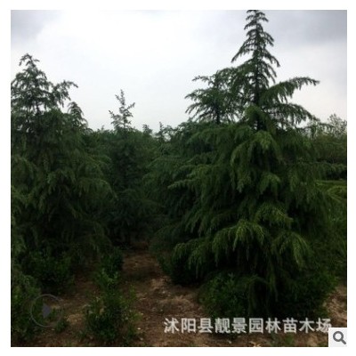 常綠喬木雪松產地 寶塔松形飽滿 荒山造林大雪松樹基地批發(fā)