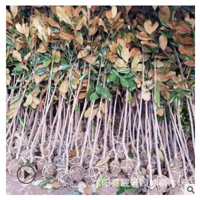 風景樹廣玉蘭樹苗 道路綠化觀賞大樹廣玉蘭常青 苗圃批發(fā)