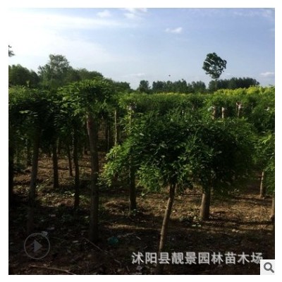 行道樹金枝槐 黃金槐 嫁接黃槐 老槐樹 金枝國槐 綠化工程樹苗