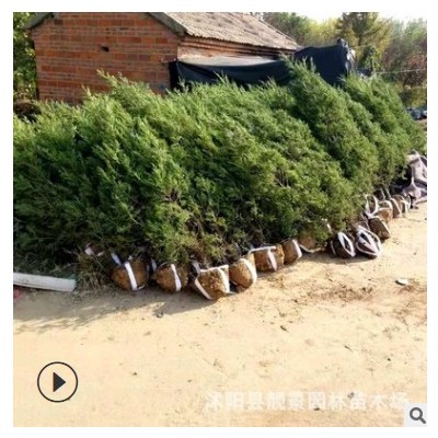 江蘇沭陽蜀檜基地 2米塔檜樹木 檜柏種植成活好 規格齊全 現貨