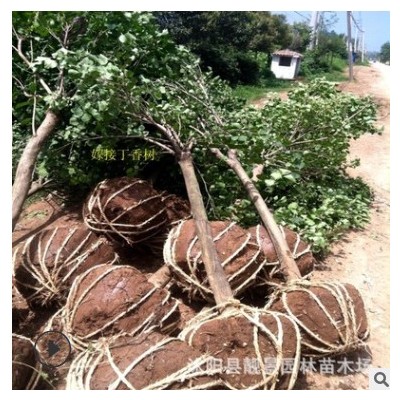 江蘇基地紫丁香 5-10公分獨桿丁香工程綠化行道樹 叢生紫丁香花樹