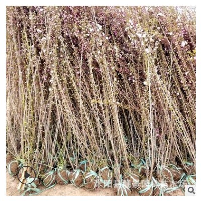 江蘇大花榆葉梅基地 多分枝榆葉梅 叢生榆葉梅 新疆工程用