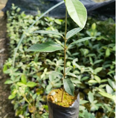 赤皮青岡袋苗 赤皮青岡苗 高度40厘米赤皮青岡