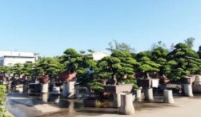 每一個老平洲人都逛過的市場，要拆了……