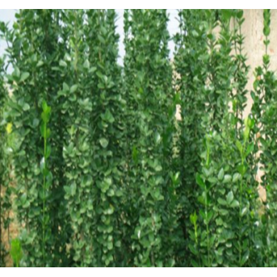 優質冬青北海道黃楊 規格齊全 量大優惠