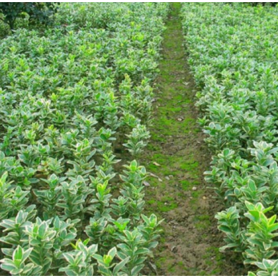 批發金邊黃楊苗綠化小苗黃楊小苗金邊黃楊球工程苗現貨充足