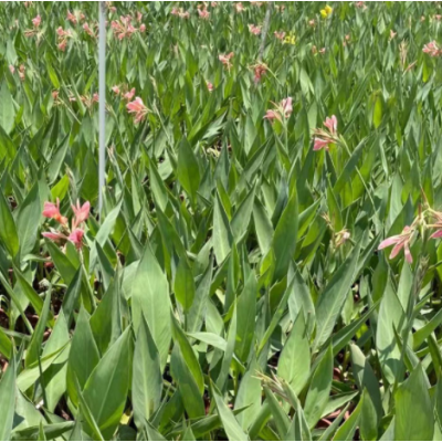 美人蕉 水生植物花境園林綠化水體工程 基地直發(fā)成活率高量大從優(yōu)