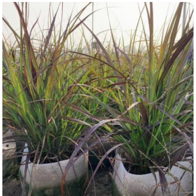 紫葉狼尾草 賞草袋苗盆栽 狼尾草花境植物基地直供 量大從優(yōu)