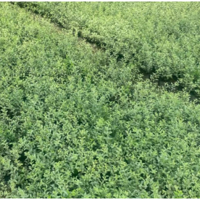 花葉女貞 觀葉常綠地被植物 苗木 園林綠化工程 花葉女貞基地直供