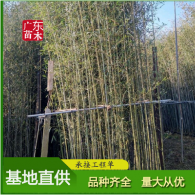 剛竹 現(xiàn)挖現(xiàn)賣 園林工程庭院綠化 行道樹 觀賞竹類 剛竹基地批發(fā)