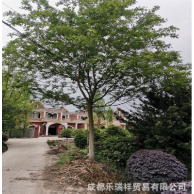 皂角樹批發 熟貨皂角 成活率高 皂角基地 綠化苗木 規格齊全