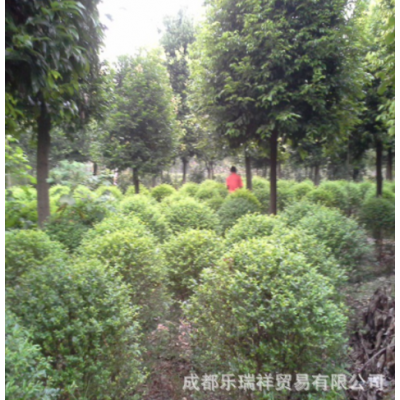 天竺桂批發 天竺桂基地移栽熟貨 綠化苗木 規格齊全 成活率高