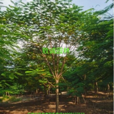 鳳凰木紅花楹10-25分全冠地苗假植苗普寧致誠園林種植基地