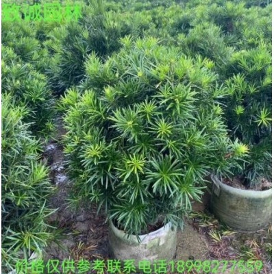 球型羅漢松球50-2米高袋苗地苗廣東揭陽普寧致誠園林種植基地