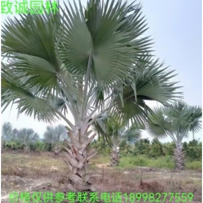 霸王棕霸王櫚袋苗假植苗地苗廣東揭陽普寧致誠園林種植基地