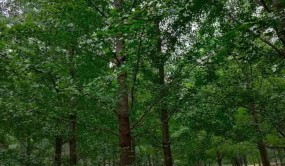 經濟樹種將成苗木市場的重要角色，發展“錢”景不容小覷