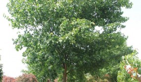 為什么說2022年前后會有一波苗木高峰行情?