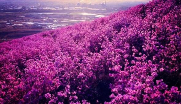 杜鵑花的鑒賞與養護管理，值得收藏