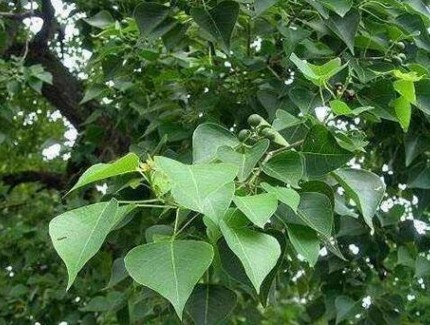 烏桕的種植方法和養護技巧