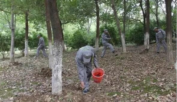 塔百的栽樹及養護技術