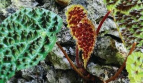 中國(guó)秋海棠屬物種多樣性簡(jiǎn)報(bào)首次發(fā)布