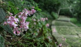 通海秀山：中華秋海棠搖曳生姿盡顯生態(tài)美