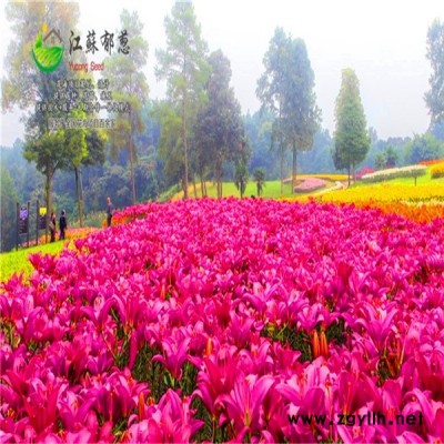 云南省玉溪市花海項目設計公司免費設計